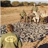 Image 6 : Argentina: 4-day 3-night High Volume Dove Hunt For 4 Hunters.