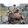 Image 3 : New Zealand: 3 Day 4 Night Chamois Hunt for 2 Hunters, Including the Trophy Fees for 2 Chamois