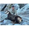 Image 8 : New Zealand: 3 Day 4 Night Chamois Hunt for 2 Hunters, Including the Trophy Fees for 2 Chamois