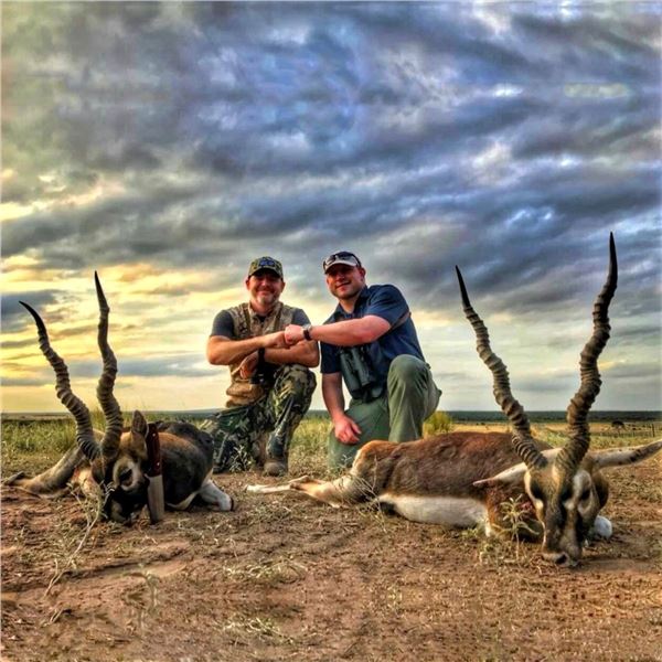Argentina: 5 Day Hunt for 4 hunters, includes 1 Blackbuck, 1 Patagonic Ram and 2 Wild Boars