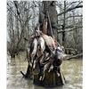 Image 2 : Arkansas 2 Day flooded timber duck and goose hunt for 2 hunters. Special Bonus Offer