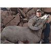 Image 2 : Sonora: 13 Day 100% Free-Range Desert Bighorn Sheep Cancellation hunt for 1 hunter