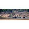 Image 3 : Elephant Hunt - Luangwa Valley