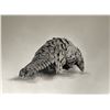 Image 1 : Original African Pangolin Drawing