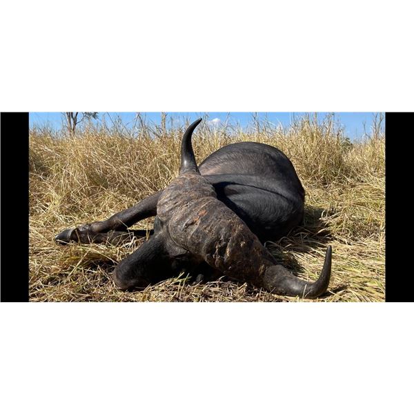 Buffalo Hunt Luangwa Valley