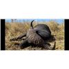Image 1 : Buffalo Hunt Luangwa Valley