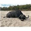 Image 2 : Buffalo Hunt Luangwa Valley