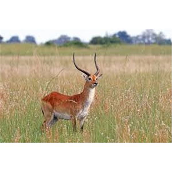 Plains game package hunt - Trophy Package