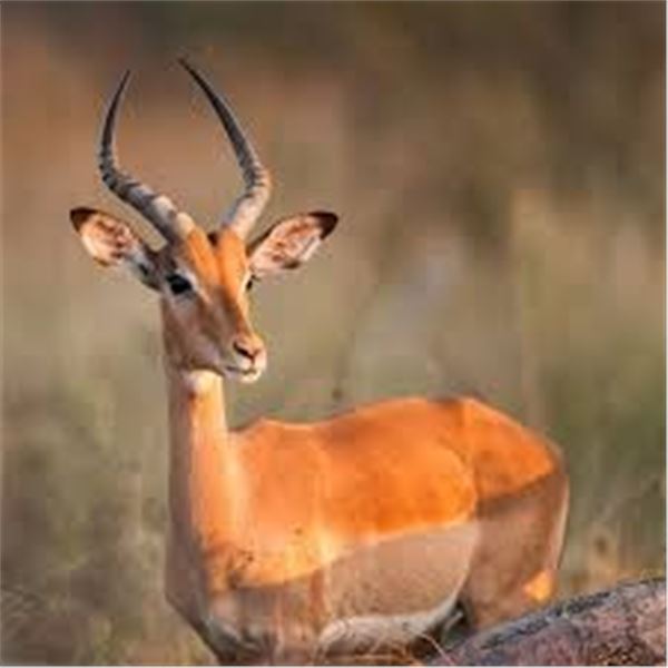 Plains game package hunt - Meat Hunt