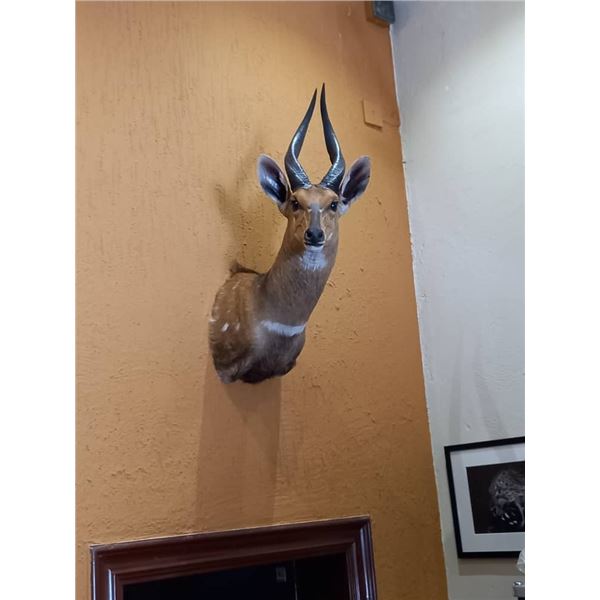 Nunji Cape Buffalo Shoulder Mount