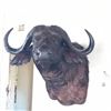 Image 3 : Nunji Cape Buffalo Shoulder Mount