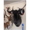 Image 8 : Nunji Cape Buffalo Shoulder Mount