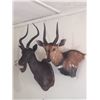 Image 9 : Nunji Cape Buffalo Shoulder Mount