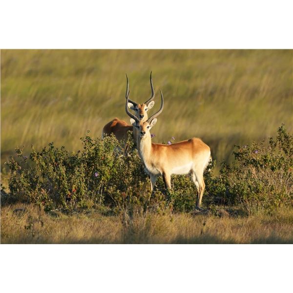 Plains game Safari at Shiwa Ngandu
