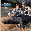Image 1 : Three-day Wild Pig Hunt With Famous Oak Stone Outfitters in Central California