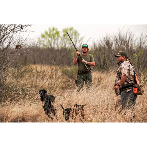 Luxury South Texas Bobwhite Quail Hunt for Four Hunters for 2 Days & 2 Nights