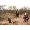 Image 1 : Luxury South Texas Bobwhite Quail Hunt for Four Hunters for 2 Days & 2 Nights