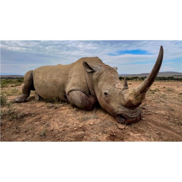 Super-Rare Opportunity!! Darted White Rhino! Qualifies for the SCI Big Five!!!