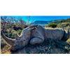 Image 2 : Super-Rare Opportunity!! Darted White Rhino! Qualifies for the SCI Big Five!!!