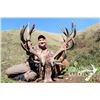 Image 1 : New Zealand 10-Day  Hunt for Red Stag, Bull Tahr, Alpine Chamois for 1 to a maximum of 4 hunters