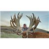 Image 3 : New Zealand 10-Day  Hunt for Red Stag, Bull Tahr, Alpine Chamois for 1 to a maximum of 4 hunters