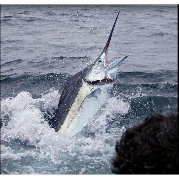 Luxurious Fishing Adventure with Crocodile Bay and Botanika Resort, Costa Rica