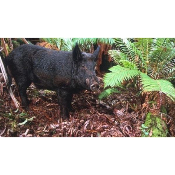 Fabulous Archery Wild Pig Hunt on the Beautiful Island of Kauai