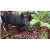 Image 1 : Fabulous Archery Wild Pig Hunt on the Beautiful Island of Kauai