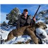 Image 1 : Five-Day Trophy Mountain Lion Hunt w/ Hounds in Arizona