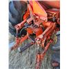 Image 27 : TRACTOR : 1979 Allis Chalmers 185 : Diesel