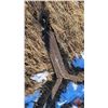 Image 8 : Rod Weeder (10ft) (Green) (c/w Harrow Bar)