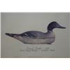 Image 2 : Pintail Duck Artwork Produced by  Mason Decoy Factory in Detroit, Michigan 16" x 16",  Framed & Matt