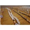 Image 7 : Qty 12 Shell Necklaces - Some Multi-Strand, Misc Shells & Sizes