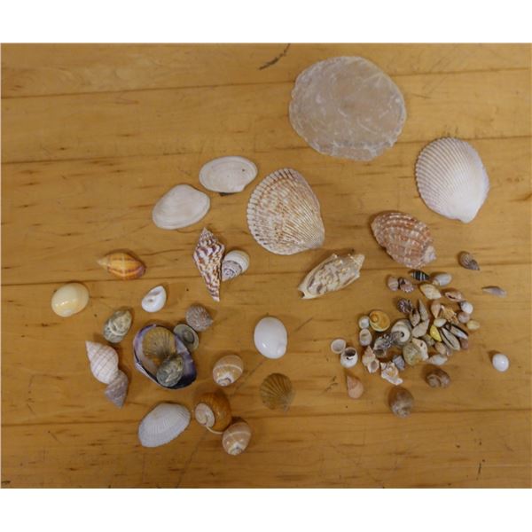 Multiple Sea Shells, Misc Species & Sizes