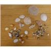 Image 1 : Multiple Sea Shells, Misc Species & Sizes