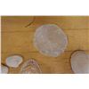 Image 2 : Multiple Sea Shells, Misc Species & Sizes
