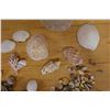 Image 3 : Multiple Sea Shells, Misc Species & Sizes
