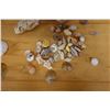 Image 4 : Multiple Sea Shells, Misc Species & Sizes