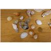 Image 5 : Multiple Sea Shells, Misc Species & Sizes