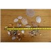 Image 6 : Multiple Sea Shells, Misc Species & Sizes