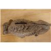Image 5 : Vintage Buffalo Bank 8" x 5"H