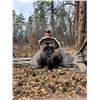 Image 8 : Guided Merriam Turkey Hunt for 2 Hunters in Southwest Colorado with Western Sky Outfitters