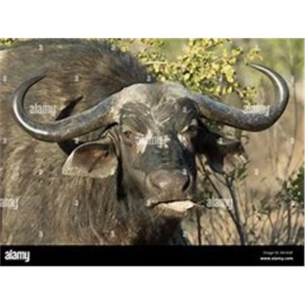 10 Day/9 Night Plains Game Hunt in the Limpopo Province South Africa for 2 Hunters for 2 Cow Buffalo