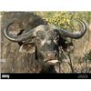 Image 1 : 10 Day/9 Night Plains Game Hunt in the Limpopo Province South Africa for 2 Hunters for 2 Cow Buffalo