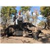 Image 3 : 10 Day/9 Night Plains Game Hunt in the Limpopo Province South Africa for 2 Hunters for 2 Cow Buffalo