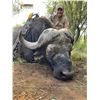Image 4 : 10 Day/9 Night Plains Game Hunt in the Limpopo Province South Africa for 2 Hunters for 2 Cow Buffalo