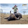 Image 6 : 10 Day/9 Night Plains Game Hunt in the Limpopo Province South Africa for 2 Hunters for 2 Cow Buffalo