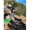Image 10 : Fully Guided New Mexico Mule Deer Hunt in 2026 for 1 Hunter with Milagro Mule Deer Hunts in GMU 39