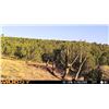 Image 11 : Fully Guided New Mexico Mule Deer Hunt in 2026 for 1 Hunter with Milagro Mule Deer Hunts in GMU 39