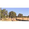 Image 13 : Fully Guided New Mexico Mule Deer Hunt in 2026 for 1 Hunter with Milagro Mule Deer Hunts in GMU 39